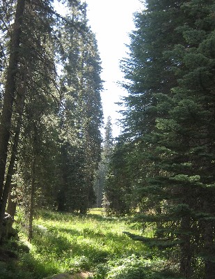 Sequoia Nat. Park '08