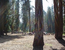 Sequoia '13